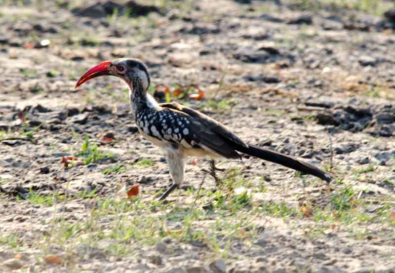 148 - Botswana - pajaro Southern yellow-billed hornbill - parque nacional de Chobe